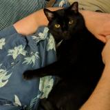 Picture of cat lost at Madison