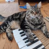 Picture of cat lost at Minneapolis