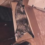 Picture of cat lost at Bowling Green