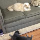 Picture of cat lost at Danbury