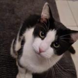 Picture of cat lost at Boronia Heights