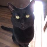 Picture of cat lost at Sydney