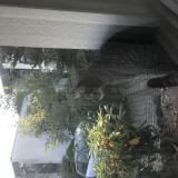 Picture of cat found at Kaiserslautern