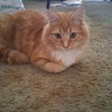 Picture of cat found at Melbourne