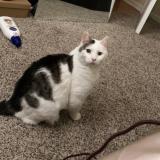 Picture of cat lost at Joliet