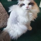 Picture of cat lost at White Bear Township