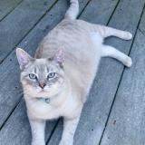 Picture of cat lost at Long Beach