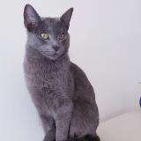 Picture of cat lost at Pessac