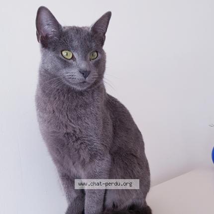 Photo 1/1 DARWIN Chat lost in Pessac