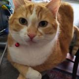 Picture of cat lost at Bohars