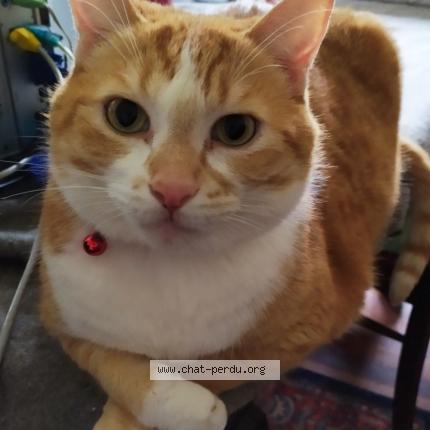 Photo 1/1 Mandarin Chat lost in Bohars