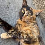 Picture of cat lost at Saint Jean D Angely