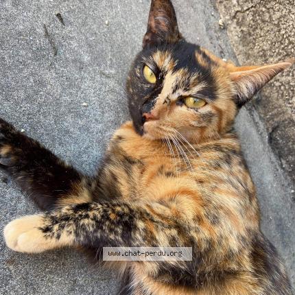 Photo 1/1 Caline Chat lost in Saint jean d angely