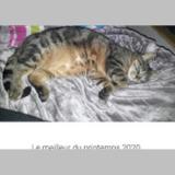 Picture of cat lost at Voiron