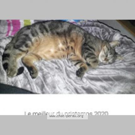 Photo 1/1 TINA Chat lost in Voiron