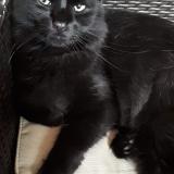 Picture of cat lost at Calais