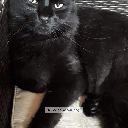 Photo 1/1 Yoda Chat lost in Calais