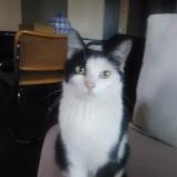 Picture of cat lost at Sannois