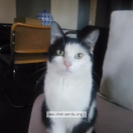 Photo 1/1 ELLA Chat lost in Sannois