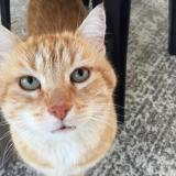 Picture of cat lost at Plailly