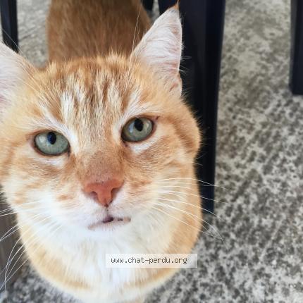 Photo 1/1 tountoun Chat lost in Plailly