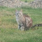 Picture of cat lost at Lezoux
