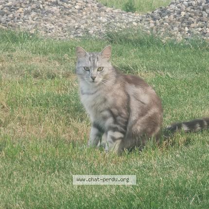 Photo 1/1 Noa Chat lost in Lezoux