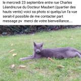 Picture of cat lost at Flers