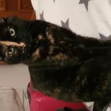 Picture of cat lost at Laval