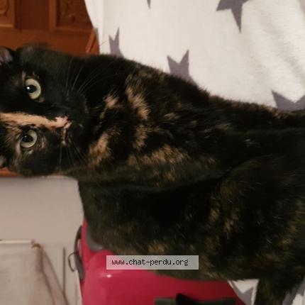 Photo 1/1 Golgotha Chat lost in Laval