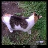 Picture of cat lost at Benejacq