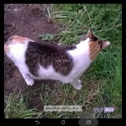 Photo 1/1 MINOUNETTE Chat lost in Benejacq