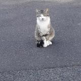 Picture of cat lost at Checy