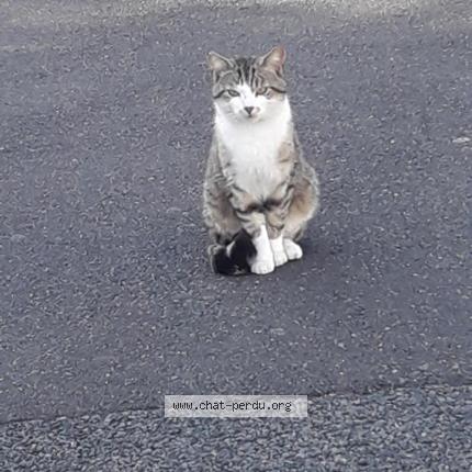 Photo 1/1 Rio Chat lost in Checy