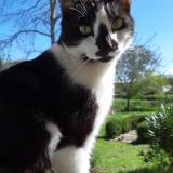 Picture of cat lost at Guerande