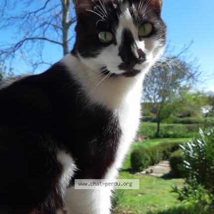 Photo 1/1 Mikado Chat lost in Guerande