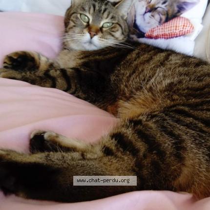 Photo 1/1 Ninon Chat lost in Fay aux loges