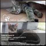 Picture of cat lost at Brech