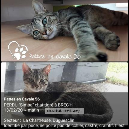 Photo 1/1 SIMBA Chat lost in Brech