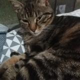 Picture of cat lost at Montauban