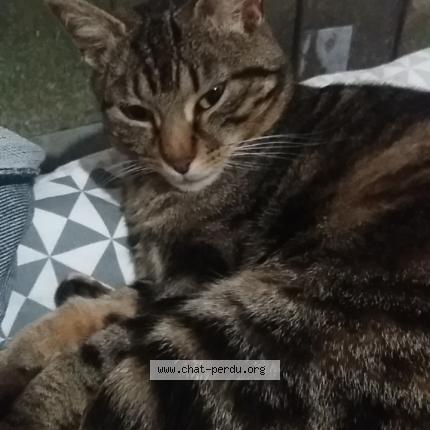 Photo 1/1 Mouflette Chat lost in Montauban