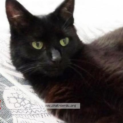 Photo 1/1 Basha Chat lost in Bourg en bresse