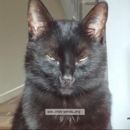 Photo 1/1 YOKO Chat lost in Wihr au val