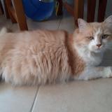 Picture of cat lost at Narbonne