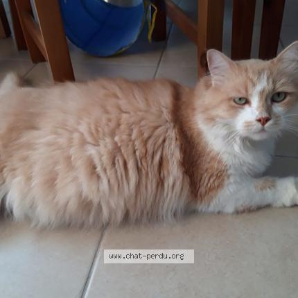 Photo 1/1 Caramel dit Patapouf Chat lost in Narbonne