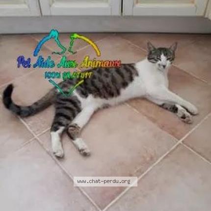 Photo 1/3 Tac Chat lost in Troisgots conde sur vire