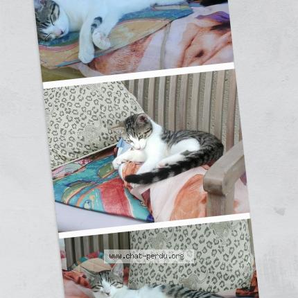 Photo 2/3 Tac Chat lost in Troisgots conde sur vire