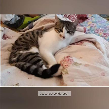 Photo 3/3 Tac Chat lost in Troisgots conde sur vire