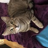 Picture of cat lost at Hesperange