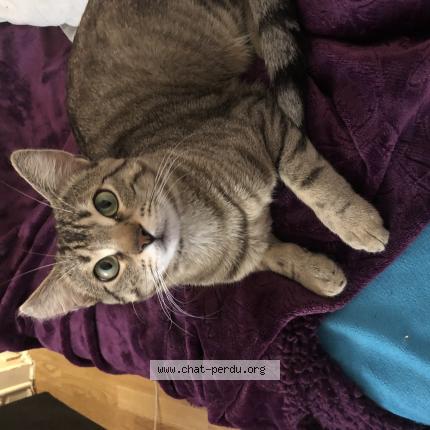 Photo 1/1 Extase Chat lost in Hesperange